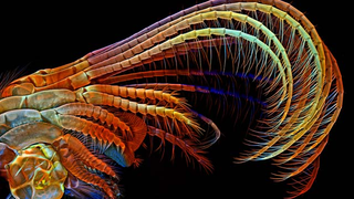 The Alien and Eerie Beauty of the Year's Best Microscopic Photos